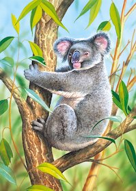 Koala